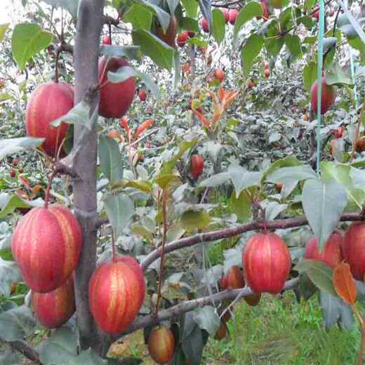 三红梨梨树苗市场报价优良品种梨树苗三红梨梨树苗品种特色